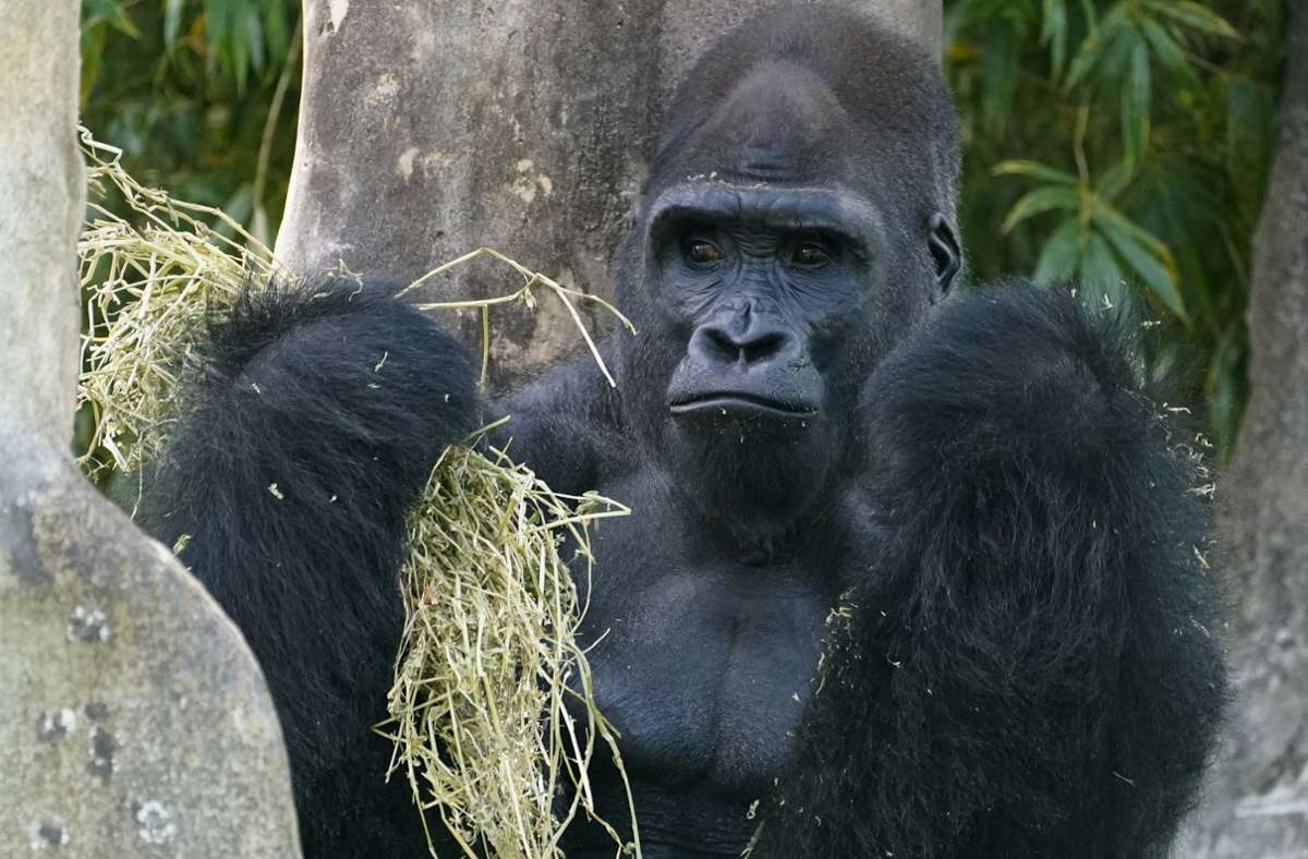 Ein Flachland-Gorilla-Männchen im Zoo von Miami US-Bundesstaat Florida (Symbolbild).