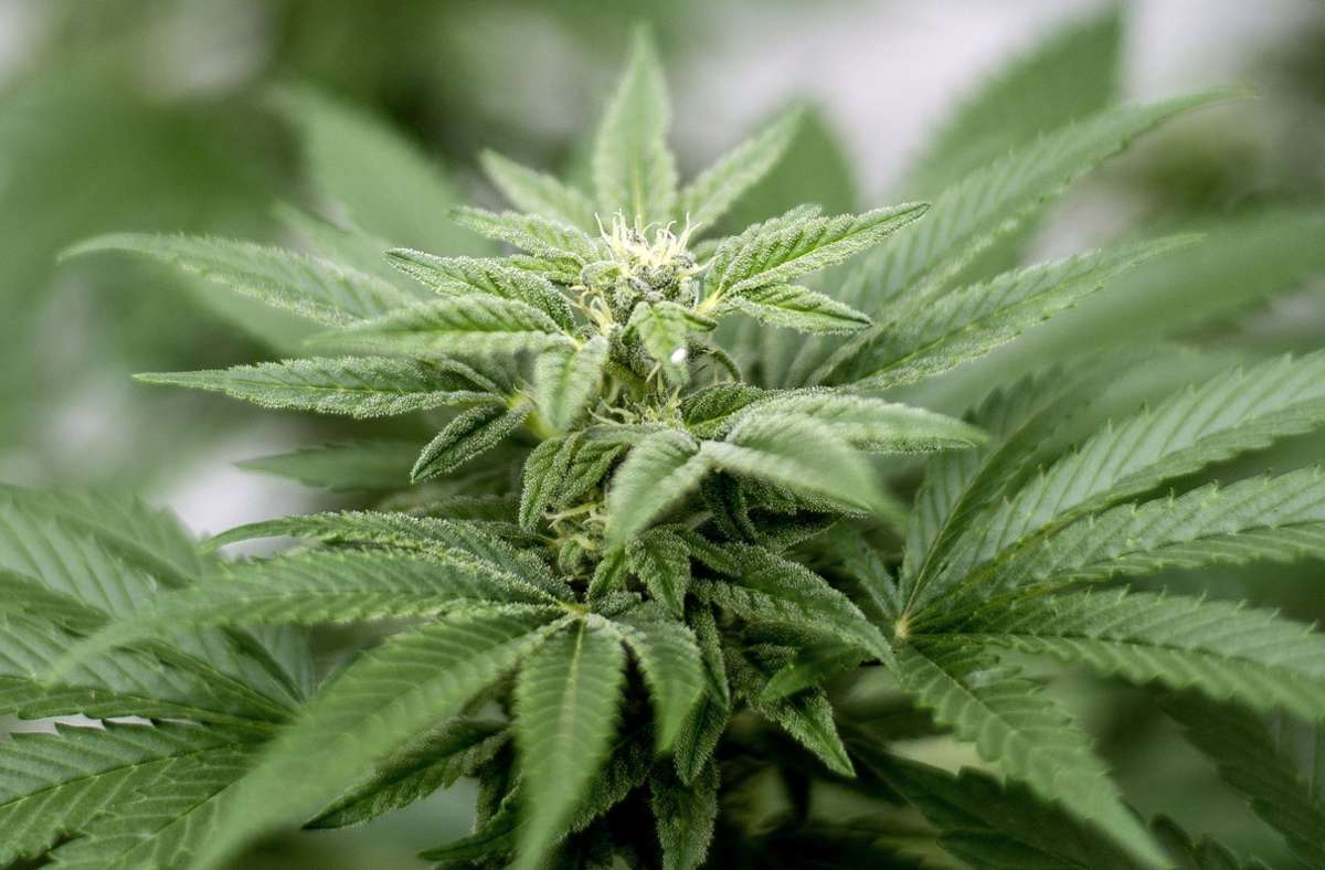 Reutlingen: Darum wachsen 25 Cannabis-Pflanzen vor dem Polizeirevier