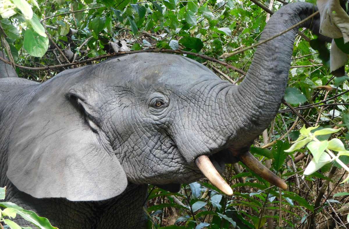 Ungefähr hundert Elefanten werden täglich der Gier nach Elfenbein zum Opfer. Foto: dpa/Elreco