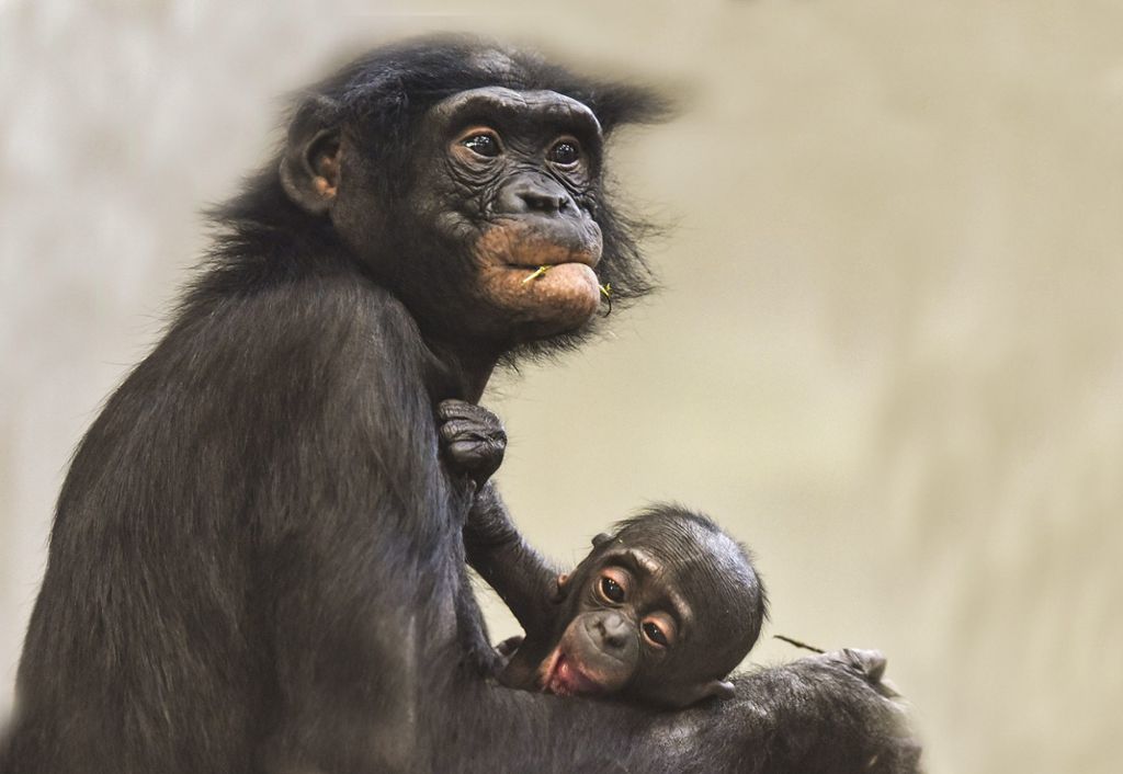 Bonobo-Weibchen Huenda lässt ihrem Sohn Okelo schon einmal etwas mehr Raum.