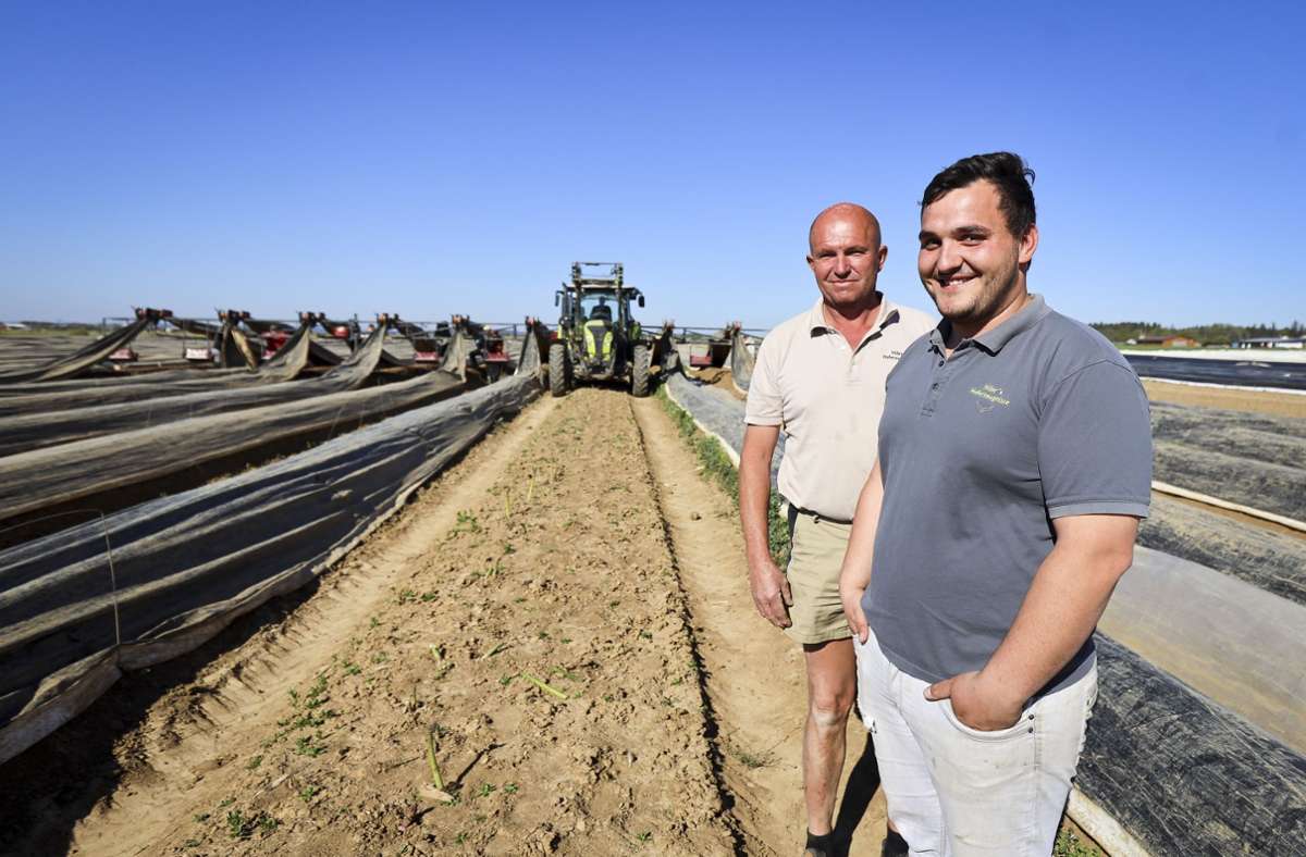 Im Kreis Böblingen produzieren  Heinrich Hiller  und sein Sohn Hermann seit dem Jahr 2000 Spargel in größeren Mengen, ihre Anbaufläche ist auf acht Hektar angewachsen.