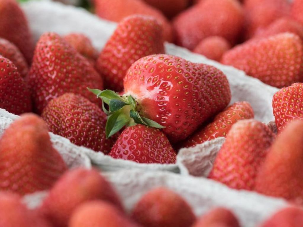 Zweites schlechtes Erdbeerjahr im Südwesten in Folge: Weniger Anbaufläche für Erdbeeren?