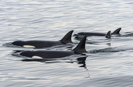 Schwertwale leben in Familienverbänden mit bis zu 50 Tieren. Foto: imago images/Westend61/Michael Runkel