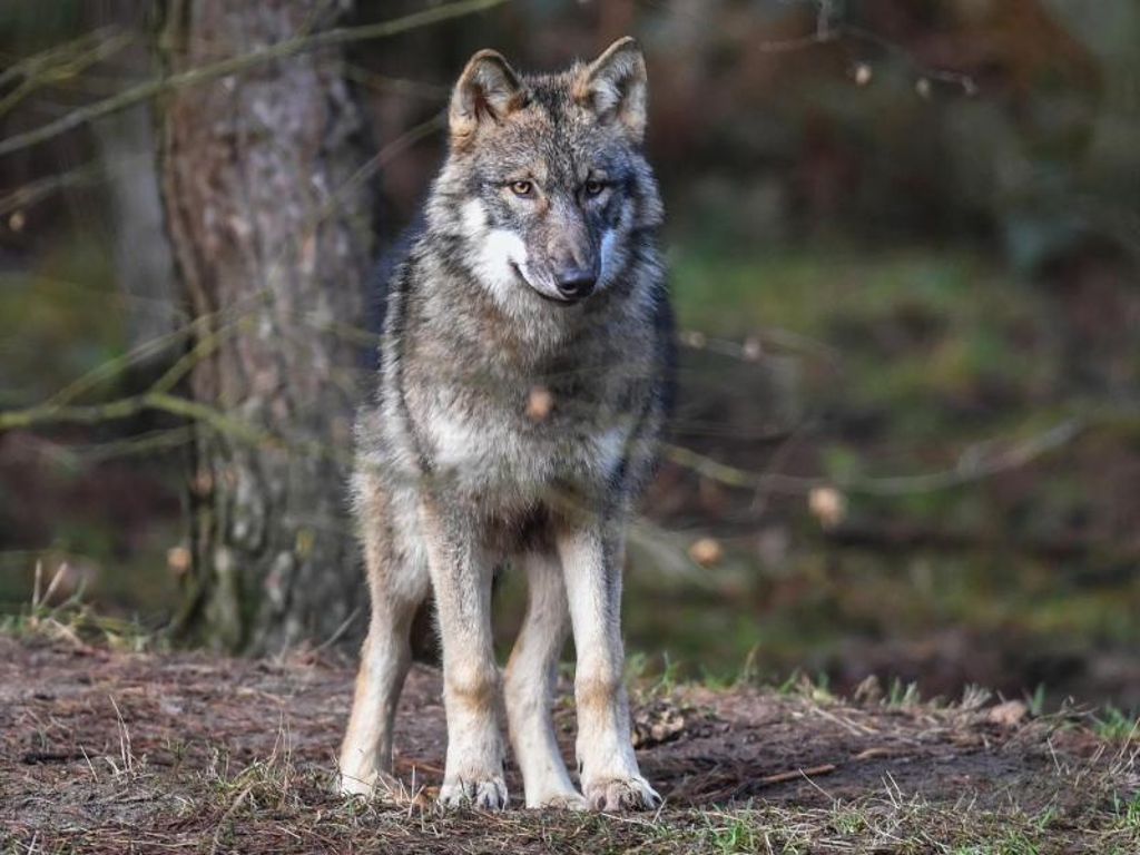 Es werden zwei sesshafte Wölfe im Land vermutet: Wolf im Nordschwarzwald gesichtet