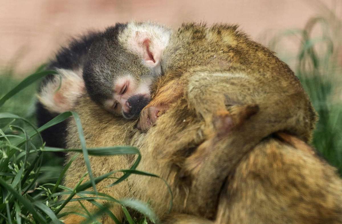 Neues aus dem  Stuttgarter Zoo: Nachwuchs bei den Totenkopfäffchen in der Wilhelma