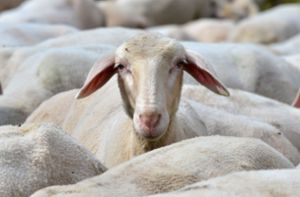 Bei den 19. Schäfertagen in Beurendreht sich alles rund ums Schaf: Lebende Wollknäuel