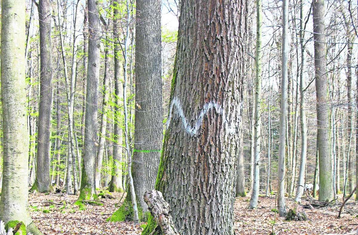 Leinfelden-Echterdingen: Sorgt bald ein Feldschütz für Ordnung im Wald?