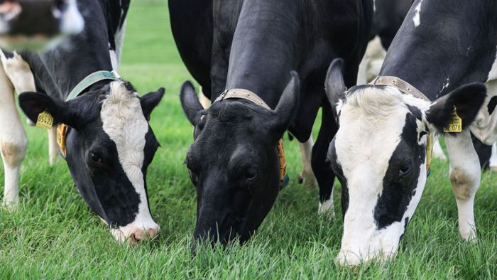 Grasfütterung für Kühe macht Milchproduktion nachhaltiger