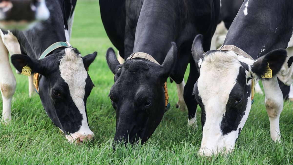 Studie: Grasfütterung für Kühe macht Milchproduktion nachhaltiger