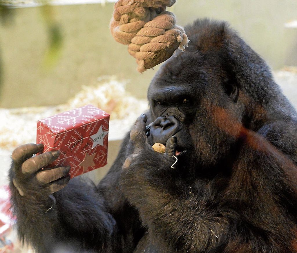 BAD CANNSTATT:  Am ersten Weihnachtsfeiertag durften auch die Bonobos und Gorillas in der Wilhelma Geschenke auspacken: Schöne Bescherung im Affenhaus