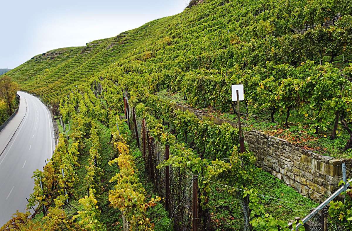 Weinbau am Neckar: Steillagen-Anbau steht am Scheideweg