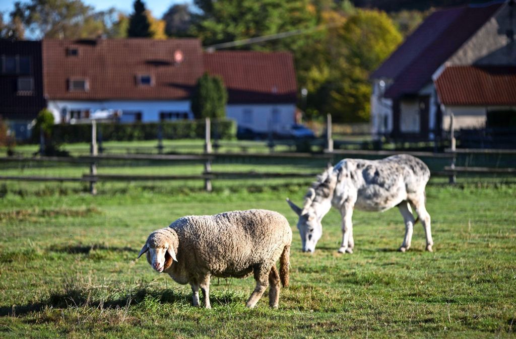 Schopflocher Moor im Kreis Esslingen war bedroht: Landgericht Stuttgart entscheidet über grasende Tiere