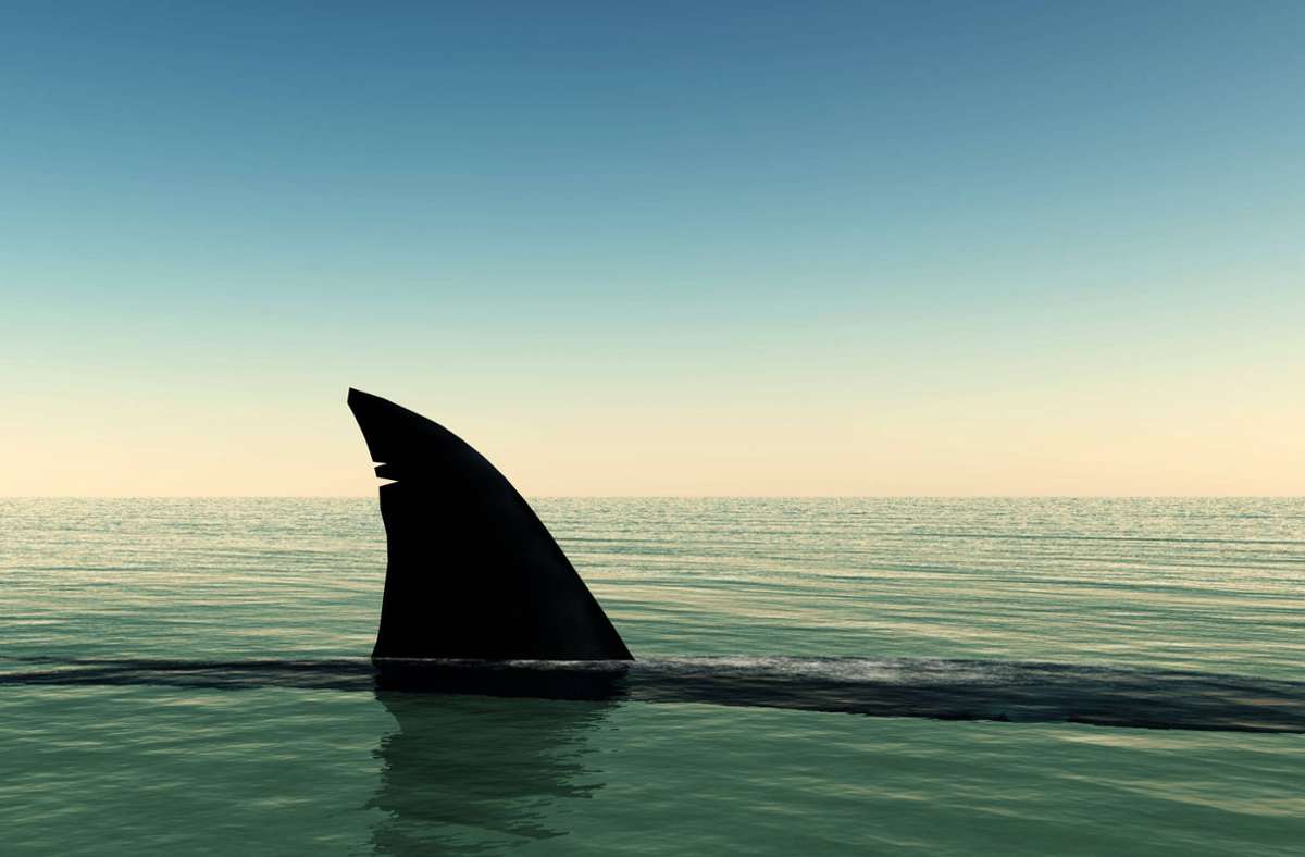 Rockaway Beach: Wohl erster Hai-Angriff an New Yorker Strand seit Jahrzehnten