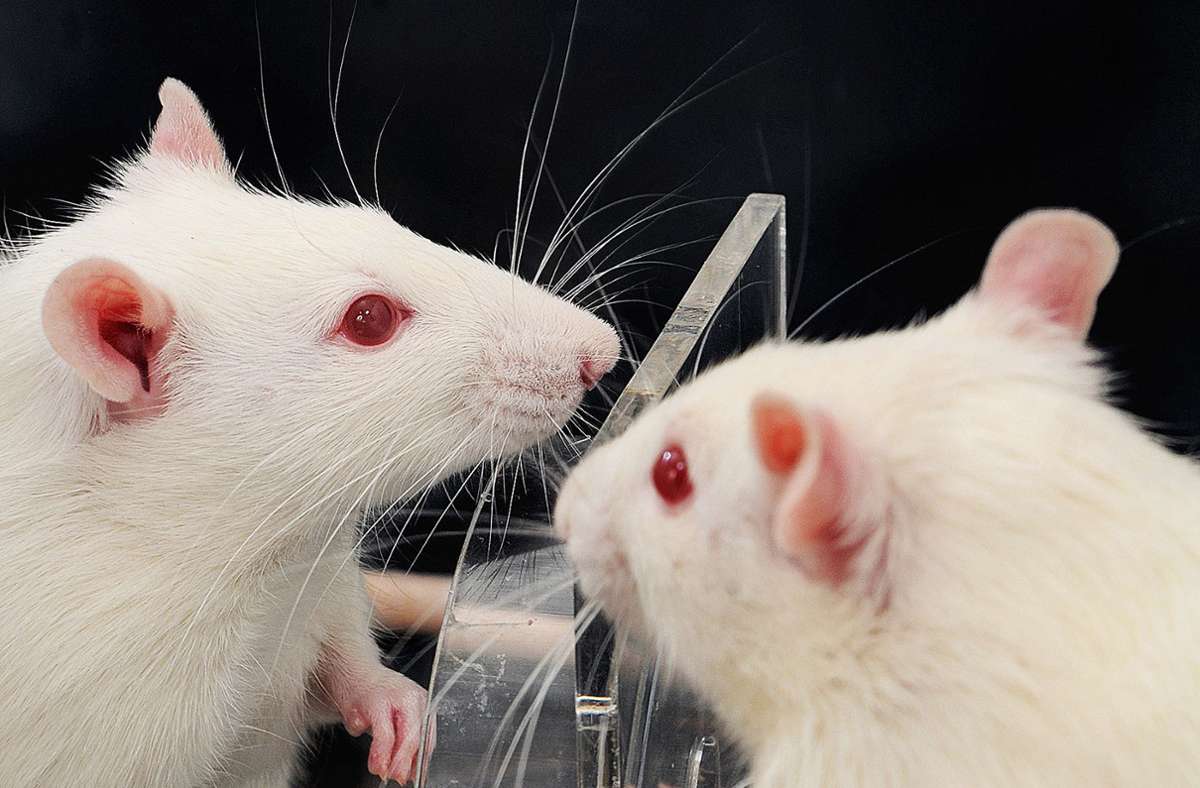 Phänomen bei Ratten und Menschen: Wenn die Hilfsbereitschaft plötzlich sinkt