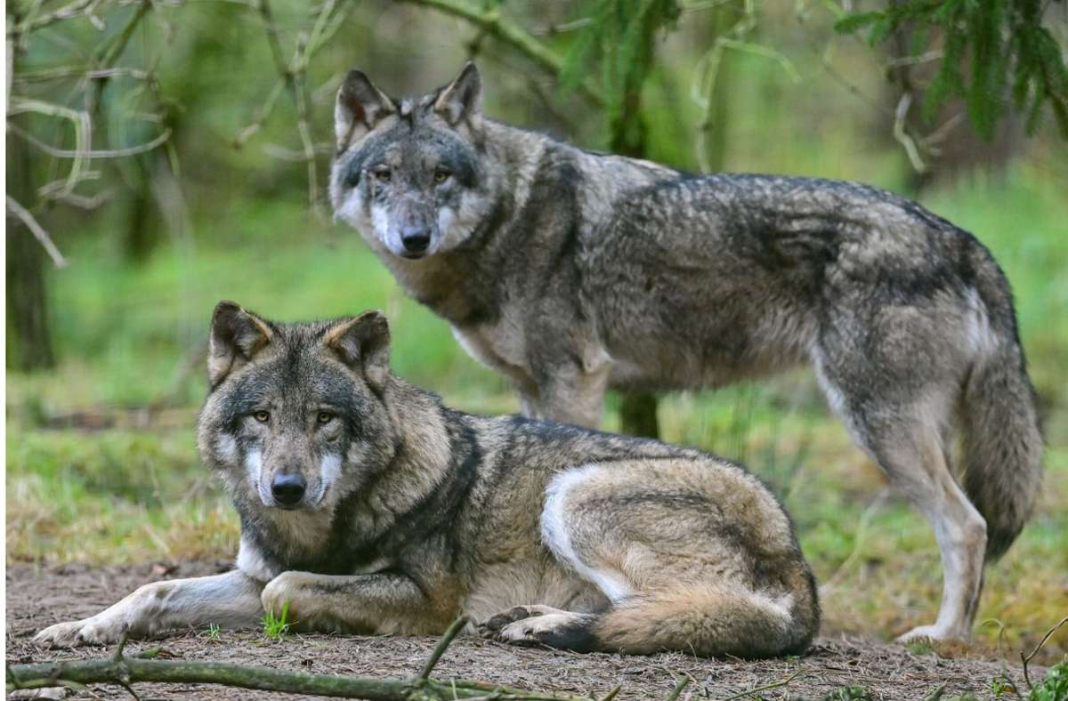Artenschutz oder Landschaftsschutz?: Wölfe führen Grüne ins Dilemma