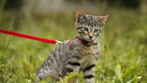 Tierschutzverein: Geben keine  Katzen mehr nach Walldorf