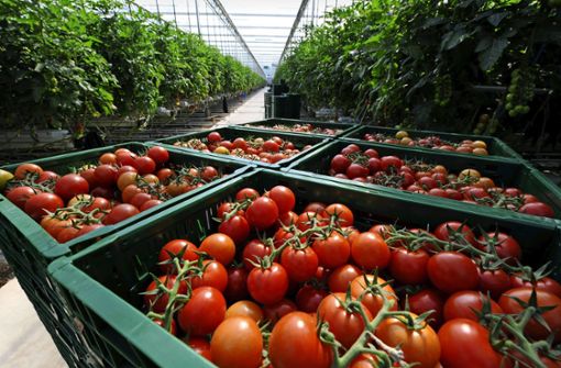 Tomaten wachsen in Gewächshäusern besonders gut. Foto: dpa/Carsten Rehder