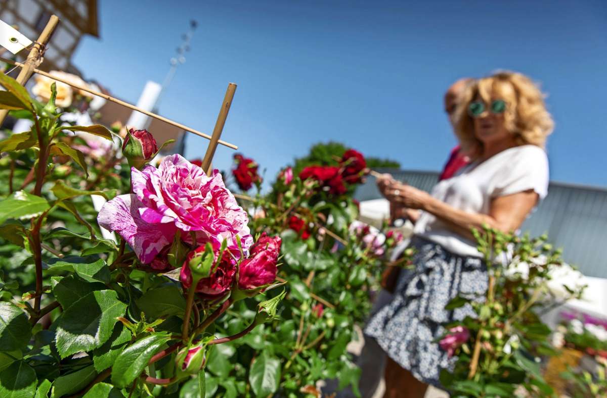 Der Name ist Programm: Auf dem Rosenmarkt in Waiblingen blühte und duftete es überall. Foto: Frank Eppler