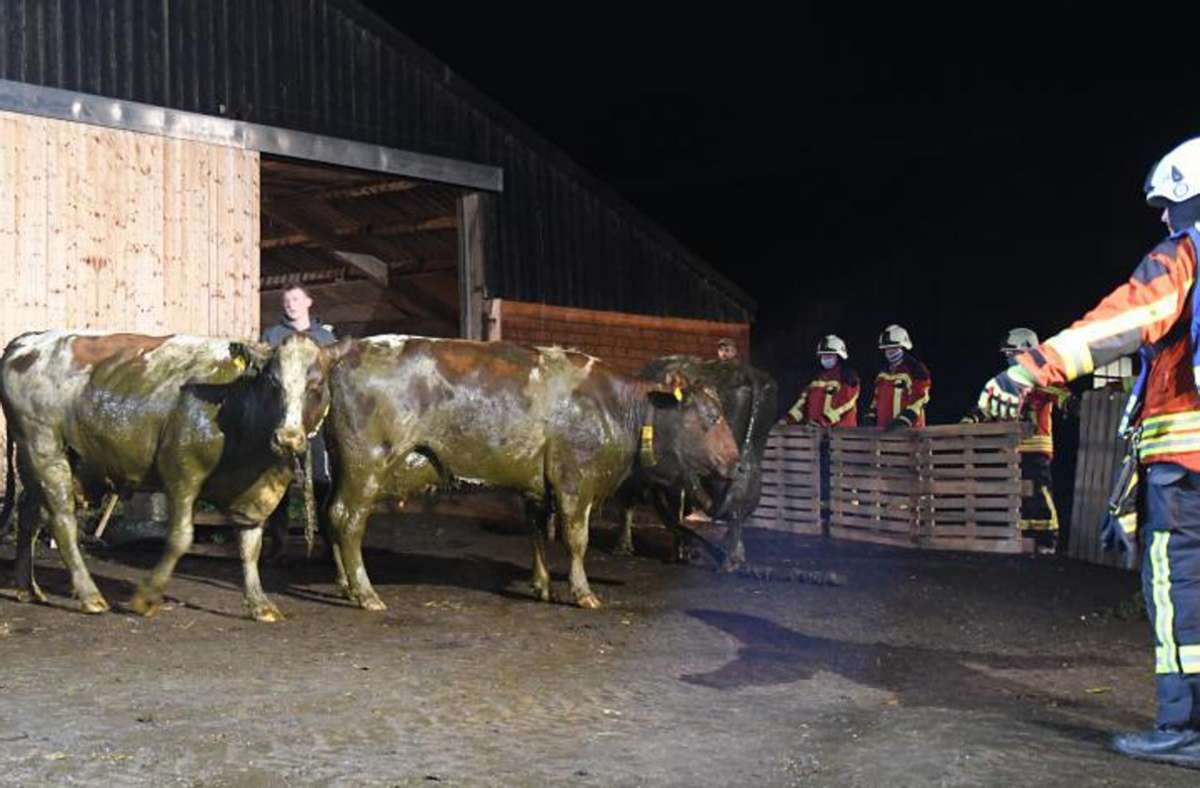 Tier-Rettung: Feuerwehr rettet neun Kühe aus Güllegrube
