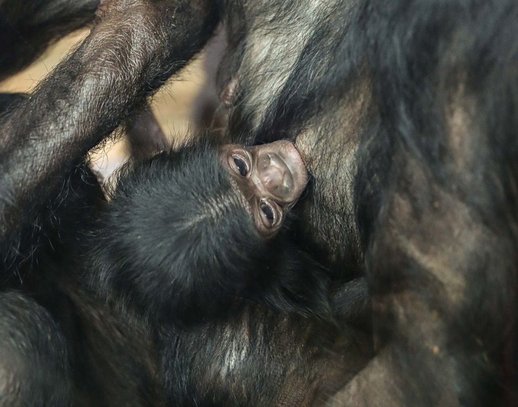 Kleiner Affe erblickte am Freitag das Licht der Welt: Nachwuchs bei den Bonobos in der Wilhelma