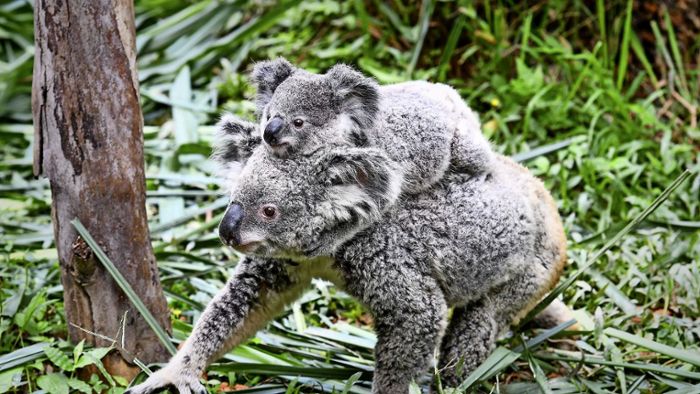 Wilhelma in Stuttgart: Die Mission Koala verzögert sich