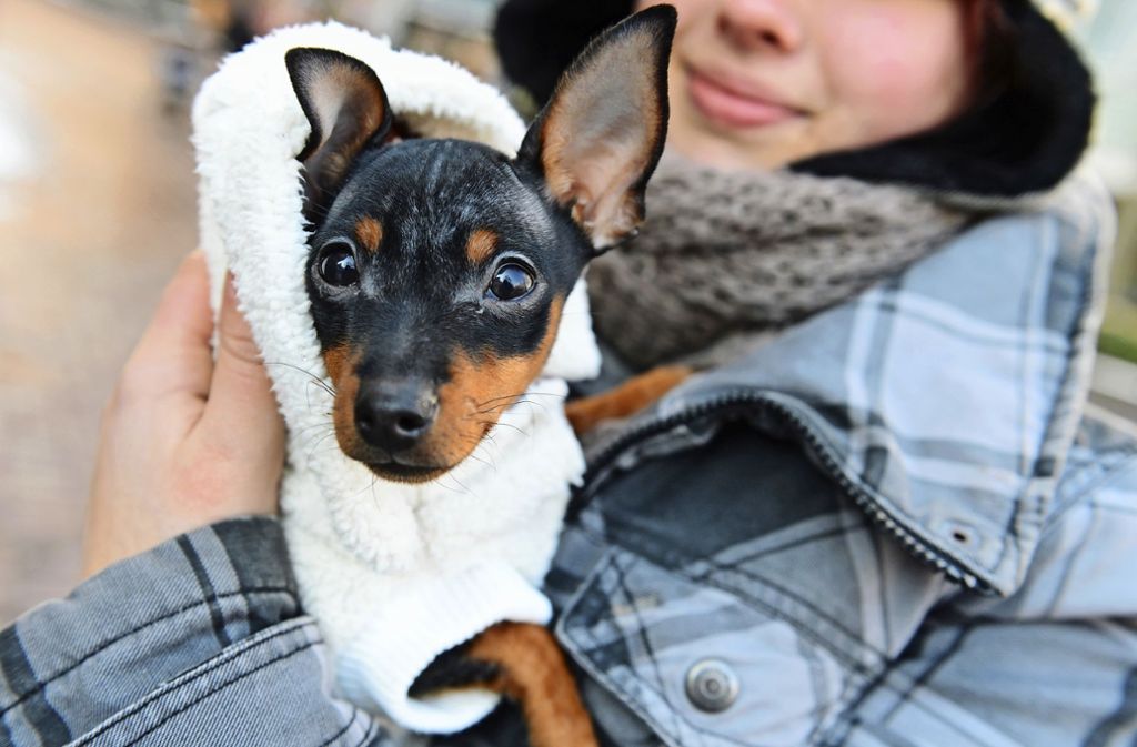 Wie man seine Haustiere am besten vor Kälte schützt: A Jäckle für den Hund