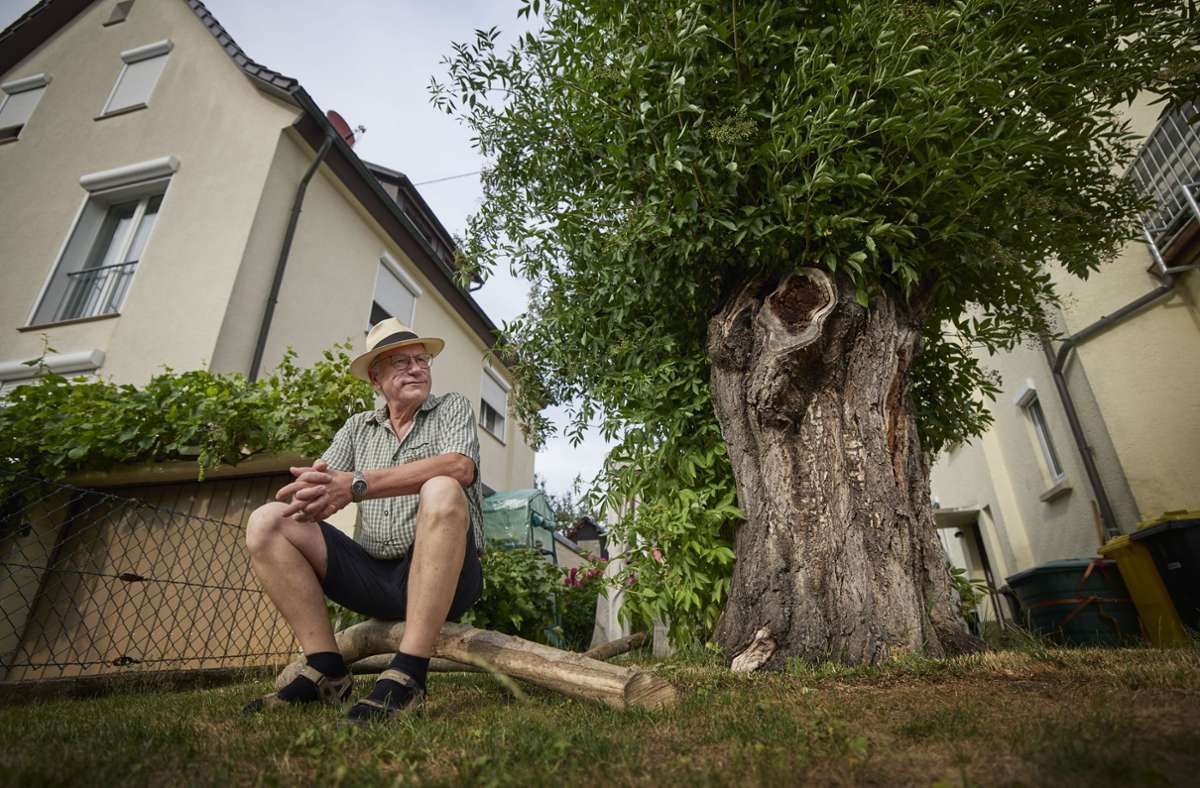 Natur in Fellbach: Von der Verwandlung eines Kirschbaums