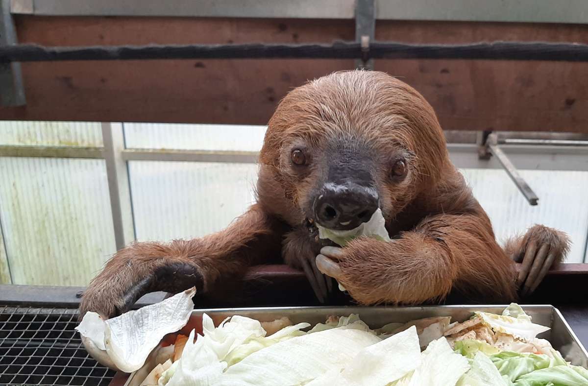 Rekord-Faultier im Krefelder Zoo: Ältestes Zoo-Faultier der Welt wird 51