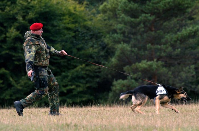 Bundeswehr testet Diensthunde: Vierbeiner  als Corona-Schnüffler