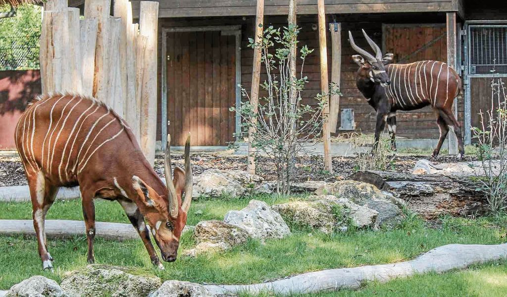 BAD CANNSTATT:  Neue Anlage für die sehr seltenen Wildantilopen ist nun fertiggestellt: Ein Hauch von Afrika für die Bongos