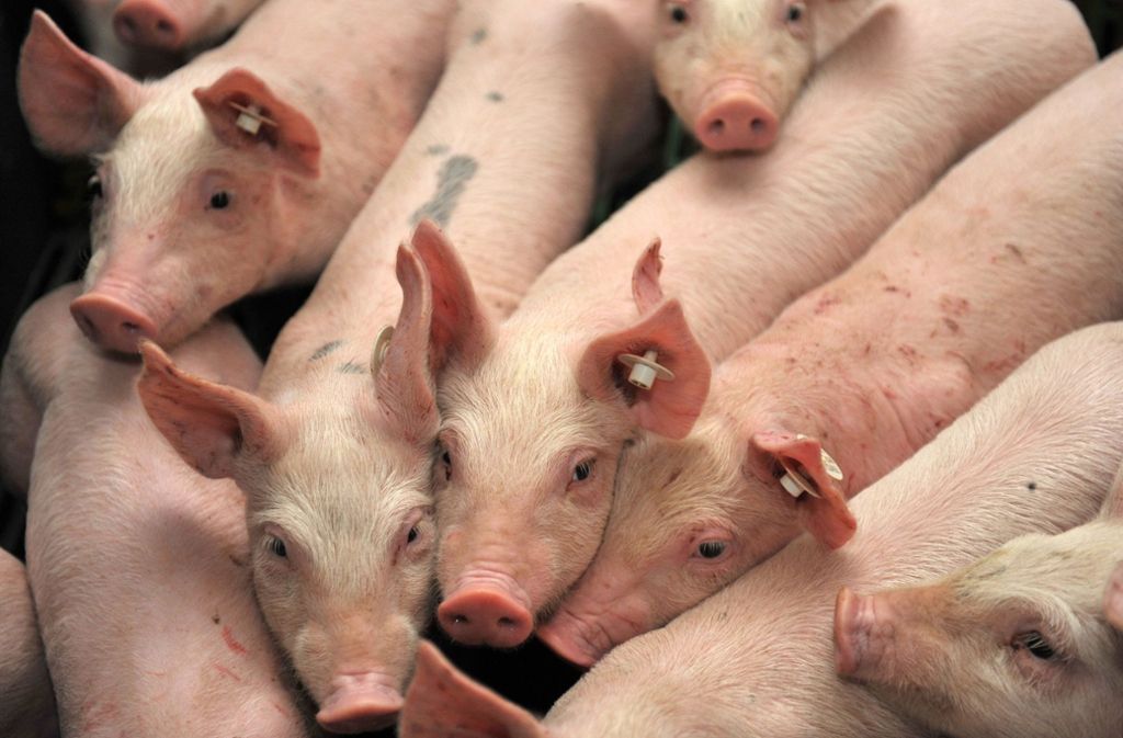 Streit um Schweinehaltung: Ohne Strategie