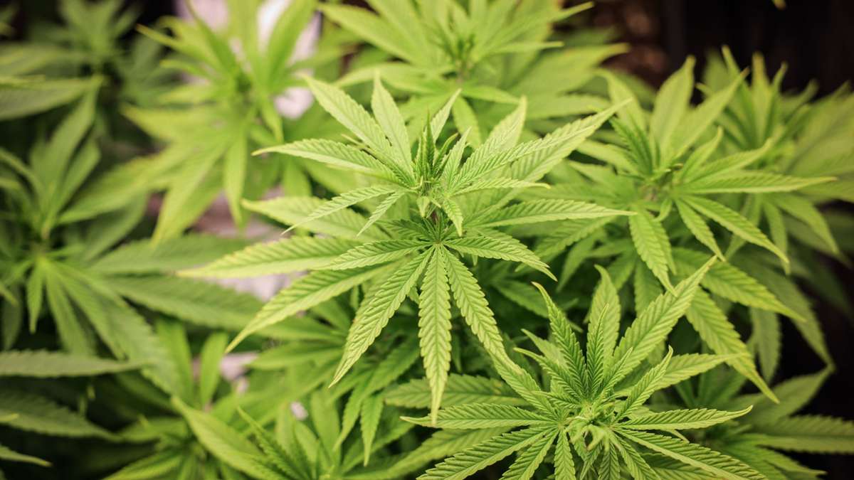 Drogenpolitik: Cannabis-Freigabe verläuft zunächst ruhig - Offene Fragen