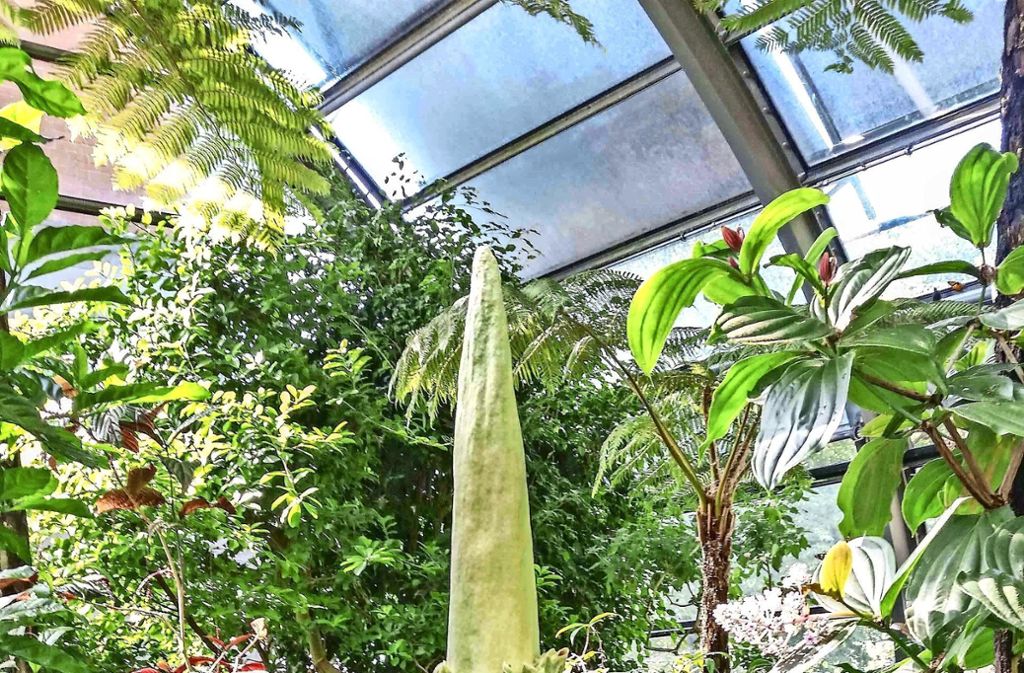 Sonderbare Pflanze inzwischen 1,14 Meter groß: Bald blüht Titanwurz Alberich