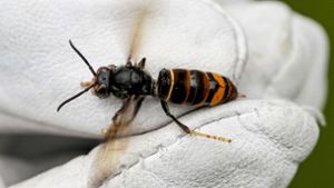 Gefahr für Bienen und andere Insekten: Asiatische Hornisse im Anflug auf die Region Stuttgart