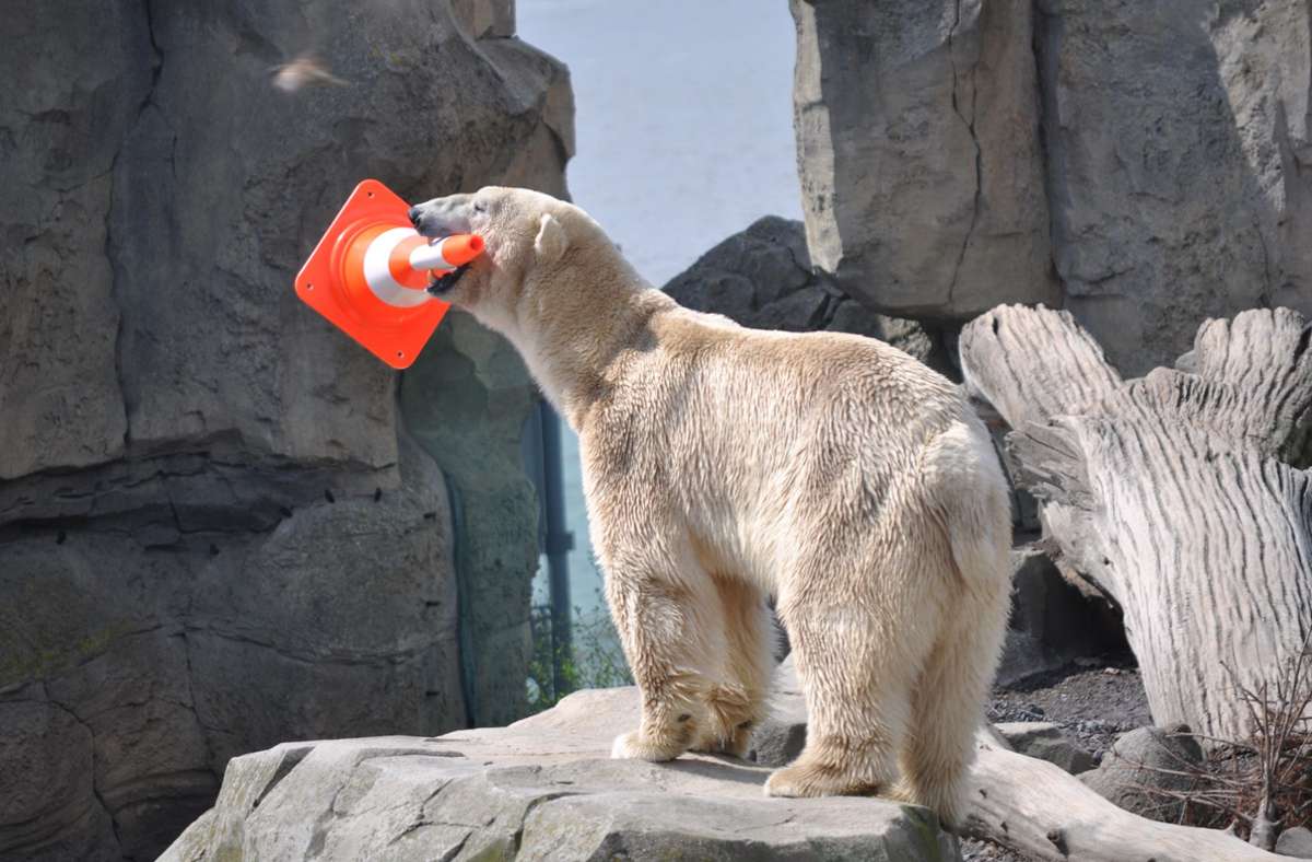 Karlsruher Zoo: Eisbär Lloyd aus Bremerhaven zieht um