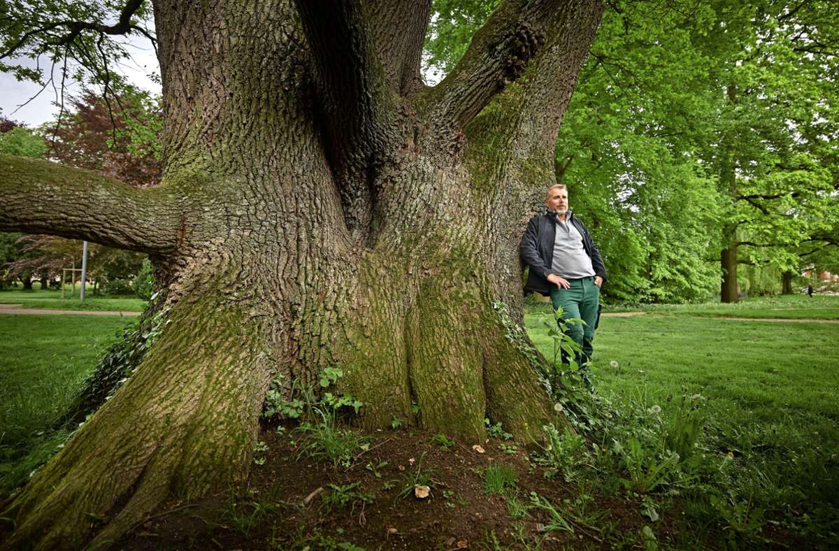 Die teils sehr alten Bäume im  Schlosspark Winnenden haben es Parkpfleger Andreas Sachsenhauser angetan.
