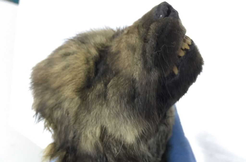 Eiszeit-Fund in Russland: Hund oder Wolf? Mysteriöses  Tier in Sibirien entdeckt