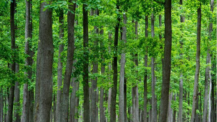 Parkpflege der Stuttgarter Wilhelma: Das sind die 5 klimaresistentesten Bäume in Stuttgart