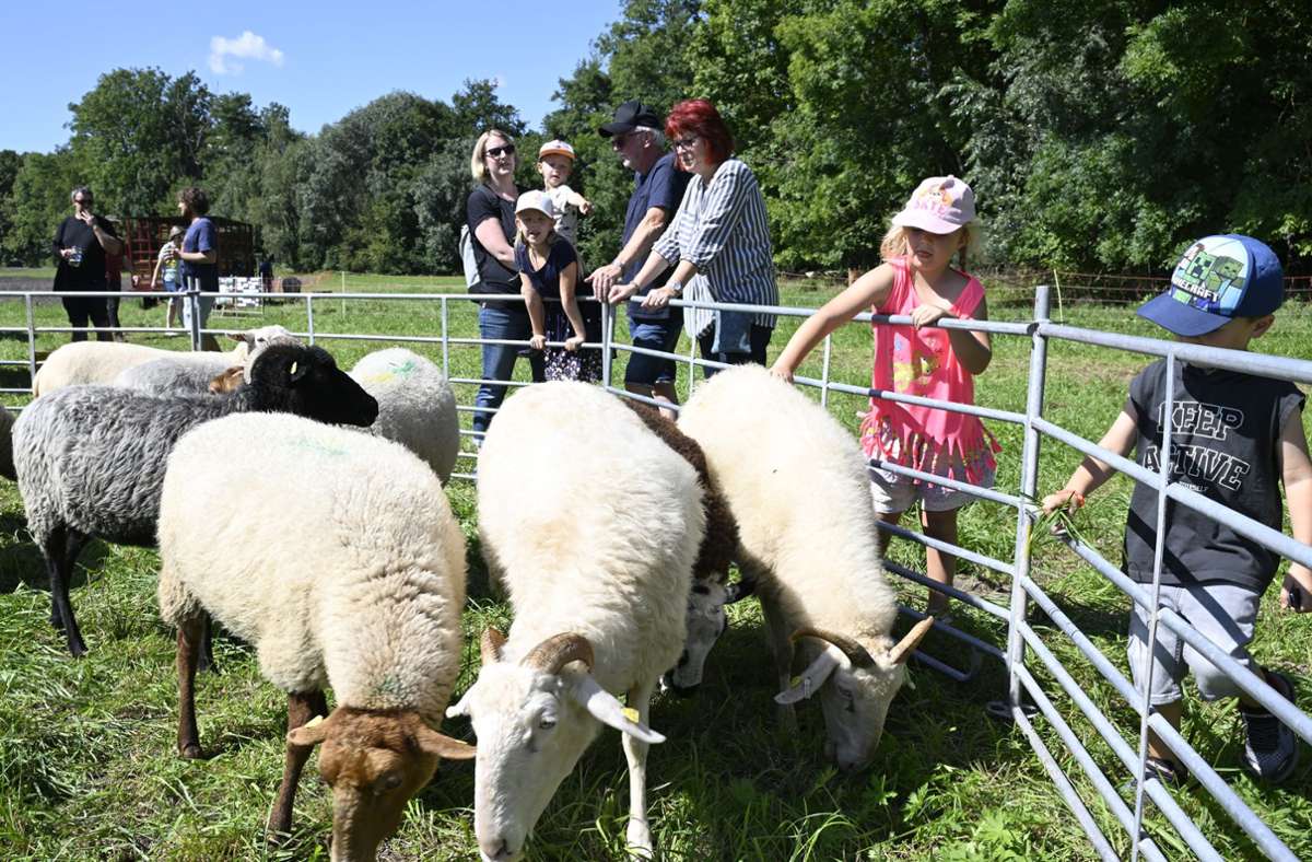 Beliebtes Festival im Bottwartal: Aufs Schaf gekommen