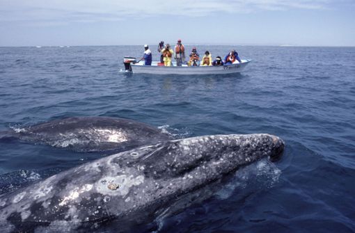 Bei den Bootstouren vor der Küste Mexikos kommen sich Mensch und Tier äußerst nahe. (Symbolfoto) Foto: imago images