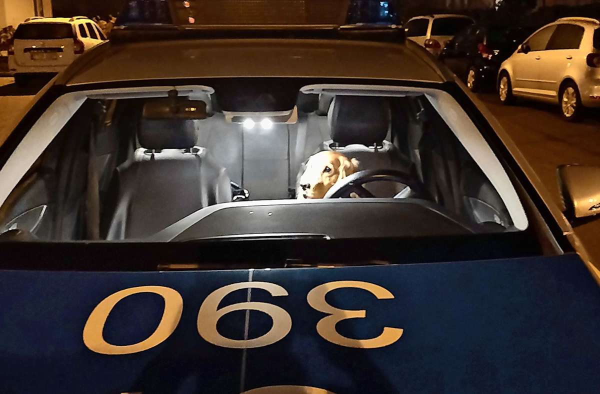 Gestohlener Hund „Scoubidou“ eines Trottwar-Verkäufers: Stuttgarter Polizei sucht weiter nach Motiv