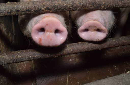 Der Ausbruch der Schweinepest beschäftigt das Agrarministerium. (Symbolbild) Foto: imago images/Martin Wagner/Martin Wagner via www.imago-images.de