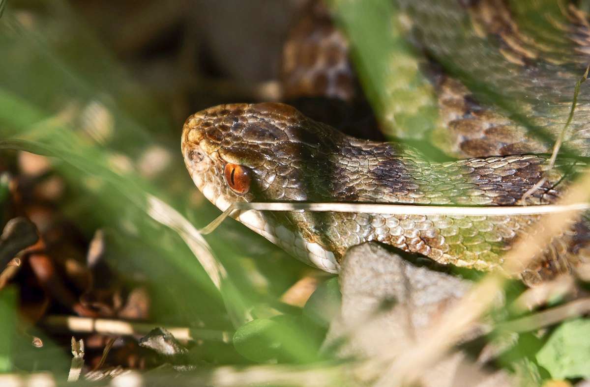 In Deutschland sind nur wenige giftige Schlangenarten heimisch – zu ihnen gehört die Kreuzotter. Foto: dpa/Daniel Karmann