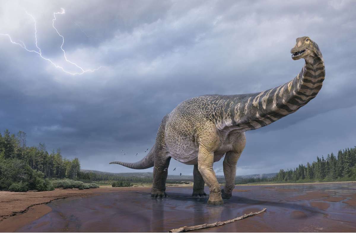 Neue Dinosaurierart in Australien bestimmt: Ein Riesen-Dino namens Cooper