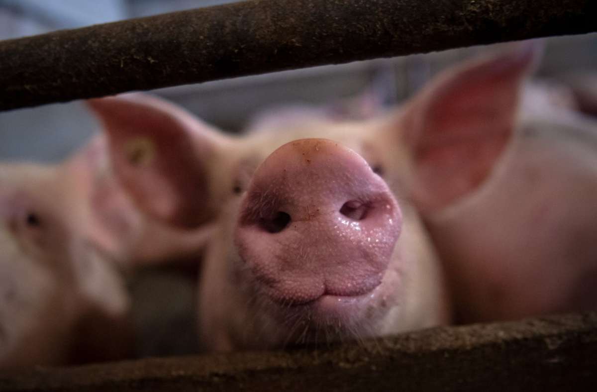 Im Land werden immer weniger Schweine gehalten. (Symbolfoto) Foto: dpa/Sina Schuldt