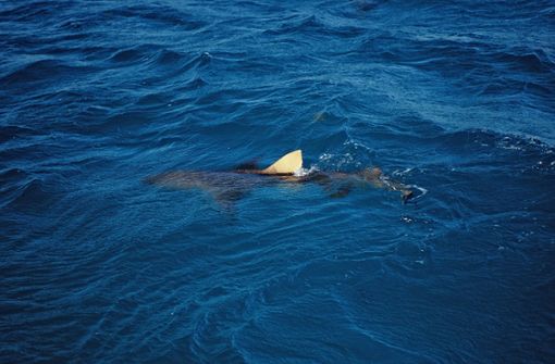 Der Hai hat sich der 68 Jahre alten Frau offenbar beim Schwimmen genähert (Symbolbild). Foto: imago/stock&people