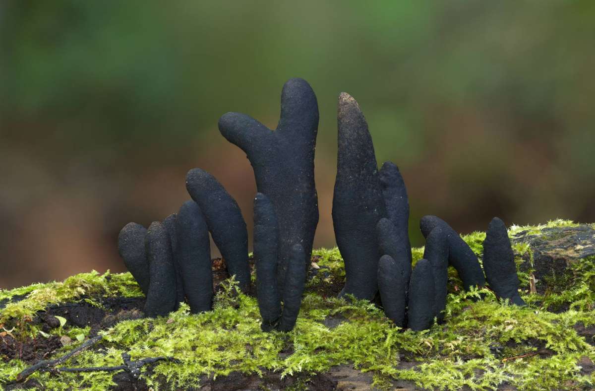 Dead Man’s Fingers: Dieser Pilz nimmt die Form von toten Zehen an