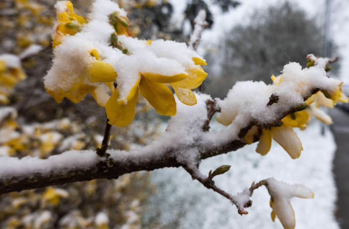 Wetter in Baden-Württemberg: Das Wochenende bringt Neuschnee und Glättegefahr