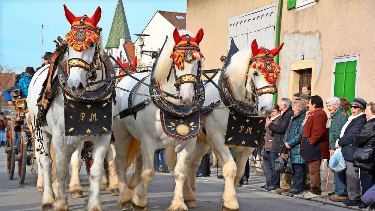 Traditionsveranstaltung in Filderstadt: Warum der Pferdemarkt in diesem Jahr ausfällt