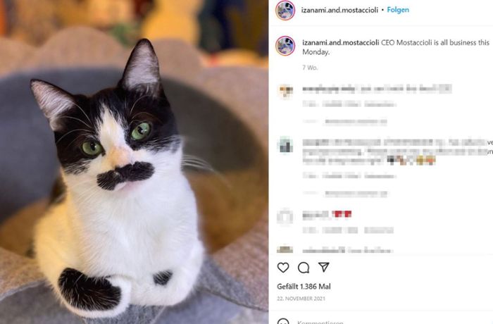 Instagram-Star Mostaccioli: Die Katze, die aussieht wie Freddie Mercury